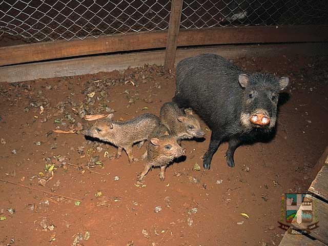 Passo do Curê Passo do Curê