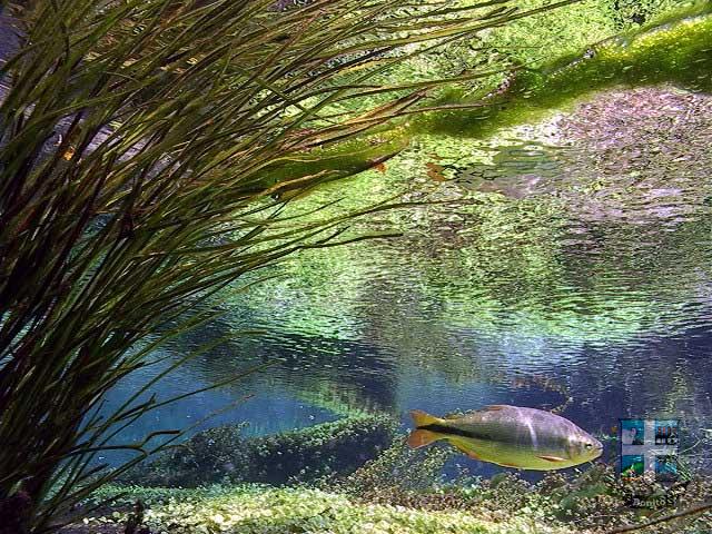 Rio Sucuri