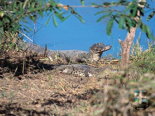 Reserva Ecológica Baia Bonita Reserva Ecológica Baia Bonita