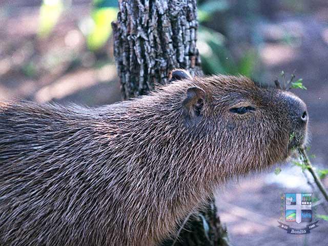Reserva Ecológica Baia Bonita Reserva Ecológica Baia Bonita