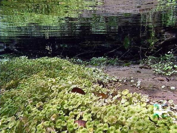 Descubra o Rio Sucuri Descubra o Rio Sucuri