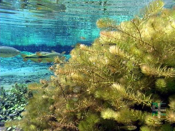 Descubra o Rio Sucuri Descubra o Rio Sucuri