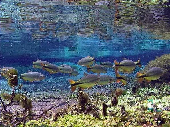Descubra o Rio Sucuri Descubra o Rio Sucuri