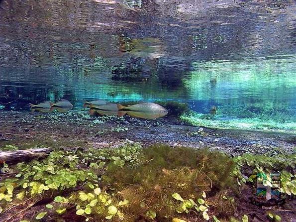 Descubra o Rio Sucuri Descubra o Rio Sucuri