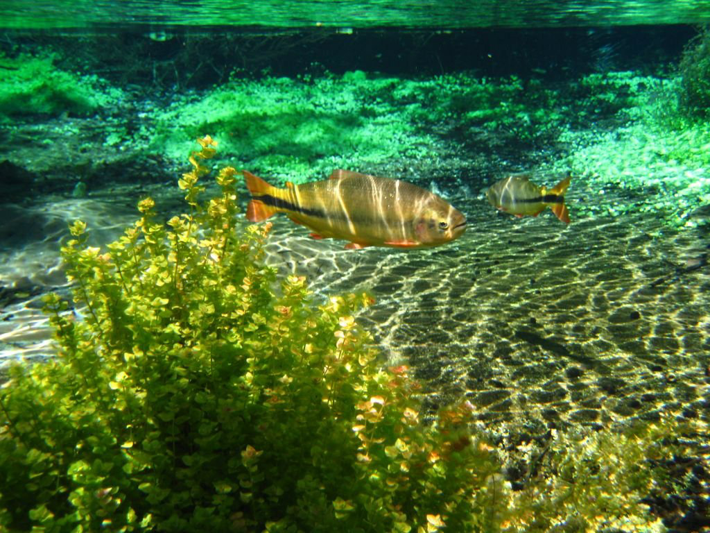 Bonito é eleito o melhor destino de ecoturismo no Brasil no Prêmio O Melhor de Viagem e Turismo 2012/2013